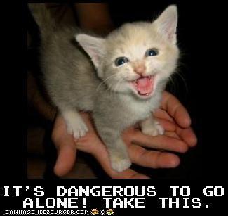 Dangerous Kitten